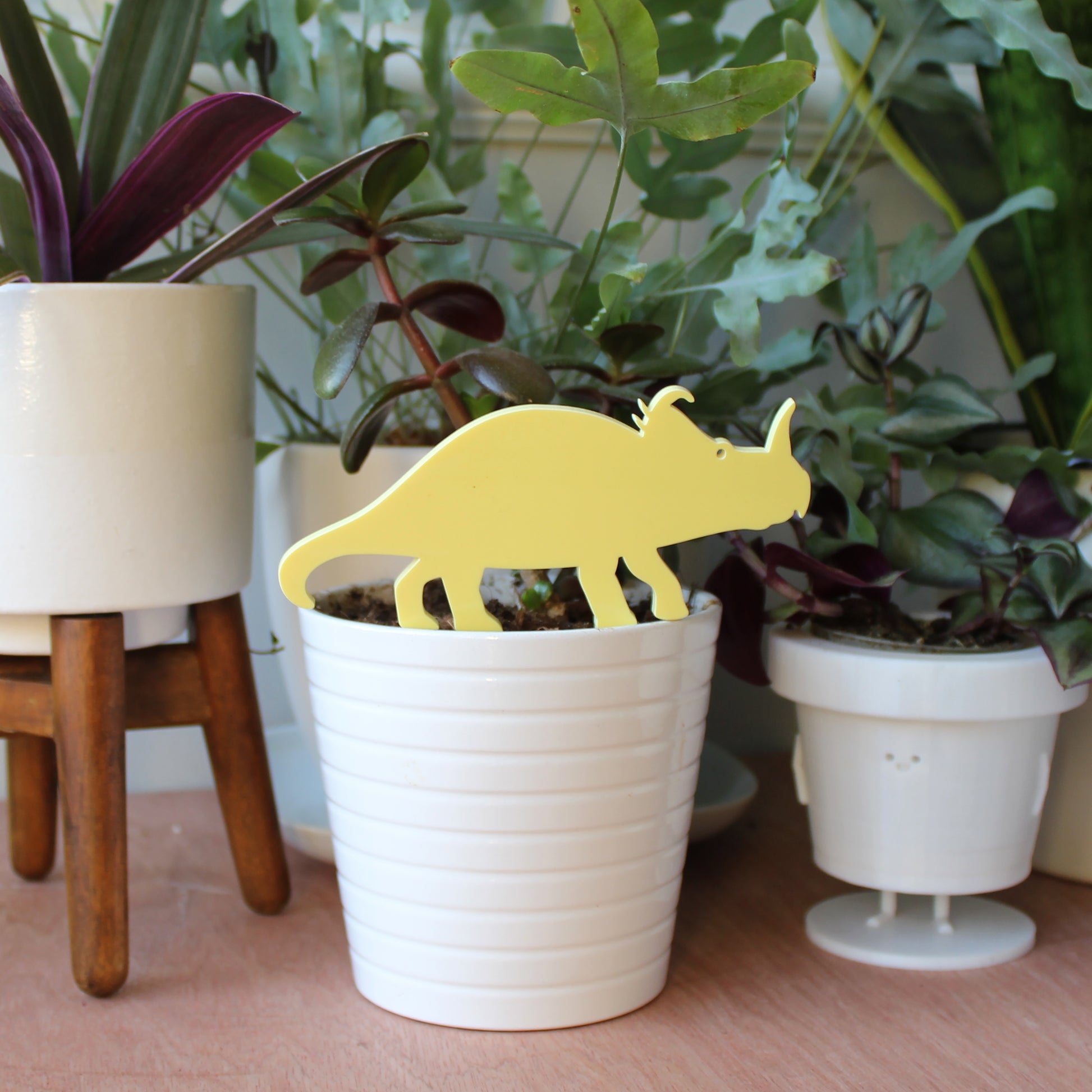 Yellow centrosaurus plant decoration in plant pot