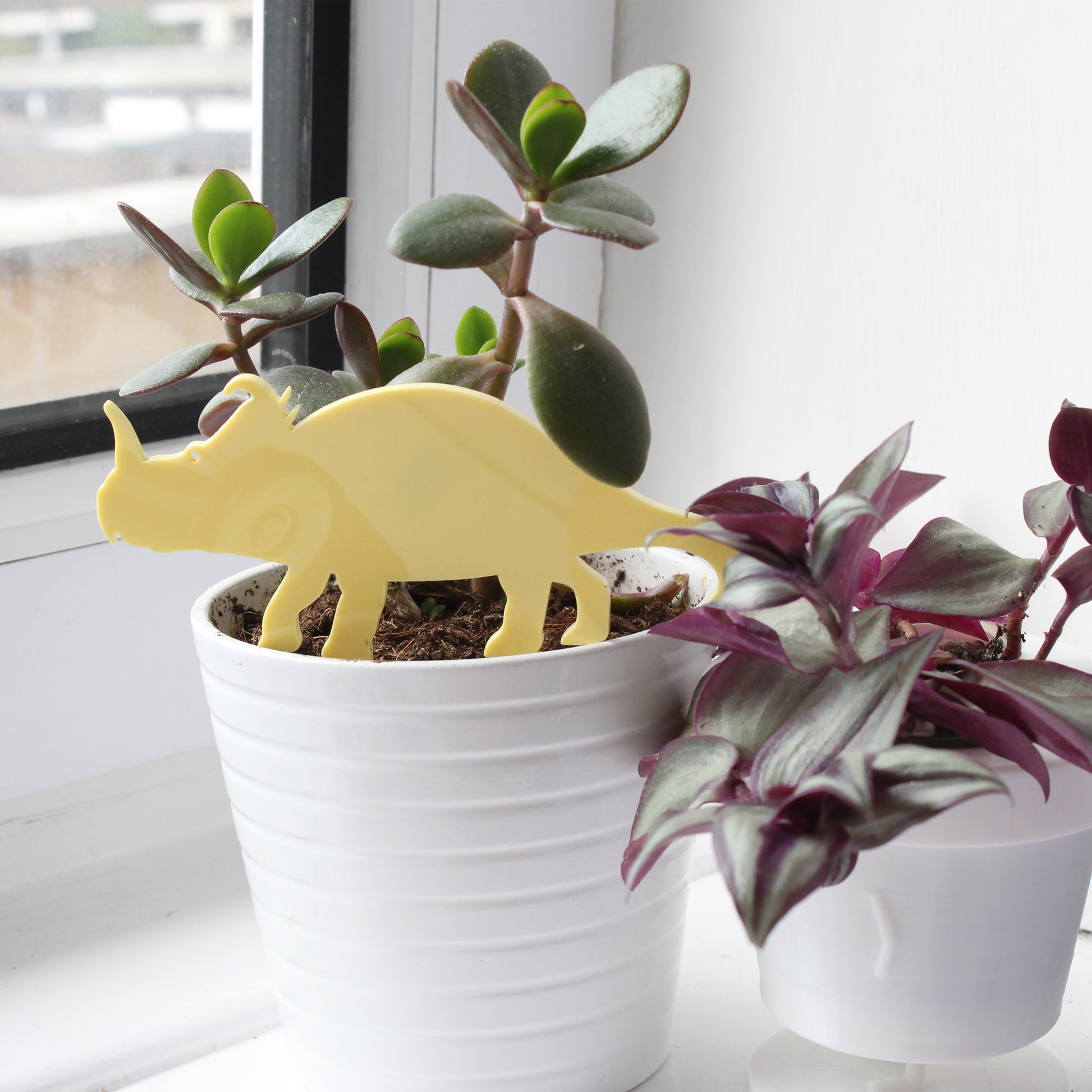 Yellow centrosaurus plant decoration in plant pot